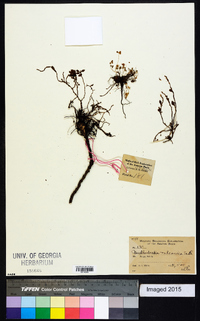 Muehlenbeckia volcanica image