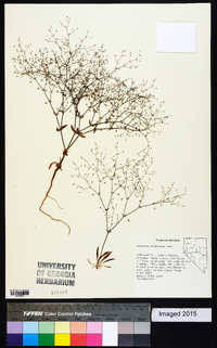 Oxytheca dendroidea image