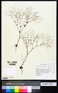 Oxytheca dendroidea image