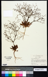 Oxytheca dendroidea image