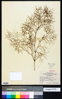 Oxytheca dendroidea image