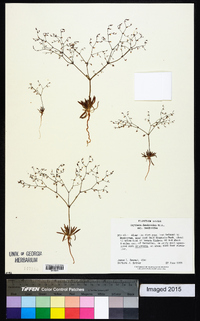 Oxytheca dendroidea subsp. dendroidea image