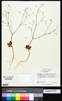 Oxytheca parishii var. parishii image