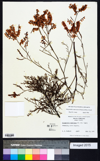 Polygonella americana image