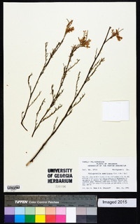 Polygonella americana image