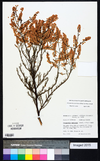 Polygonella americana image