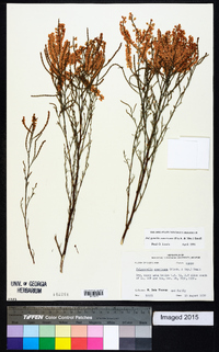 Polygonella americana image