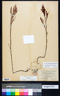 Polygonella articulata image