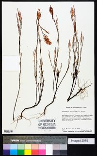 Polygonella articulata image