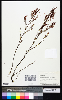Polygonella articulata image