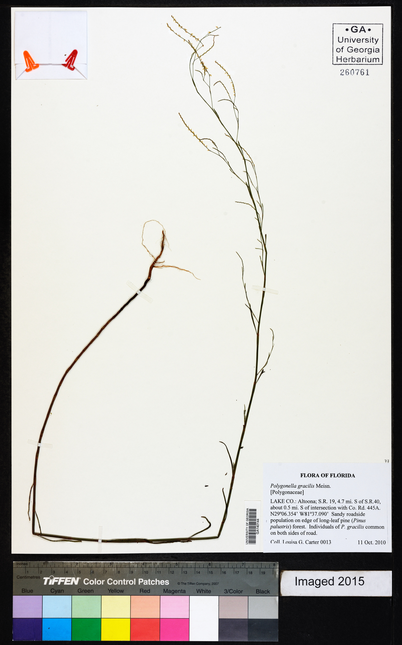 Polygonella gracilis image