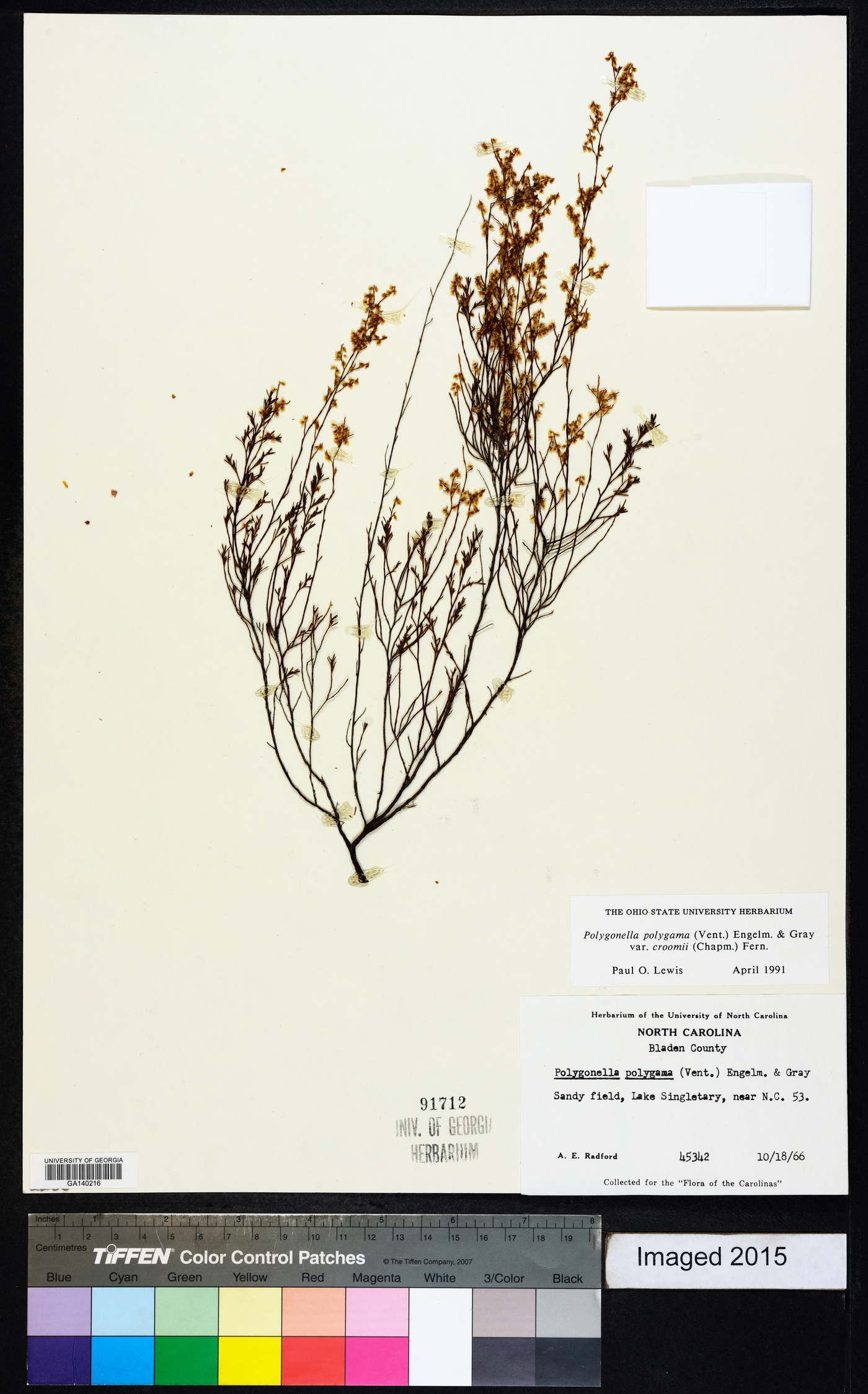 Polygonella polygama image