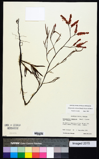 Polygonella robusta image