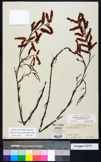 Polygonella robusta image