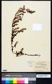 Polygonum bellardii image