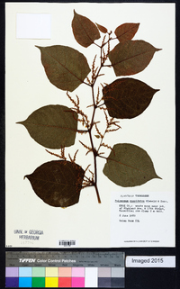 Reynoutria japonica image