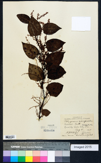 Reynoutria japonica image