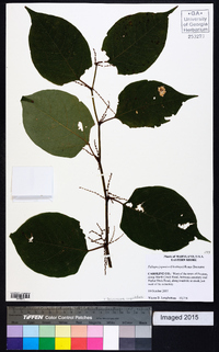 Reynoutria japonica image