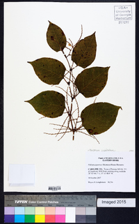 Reynoutria japonica image