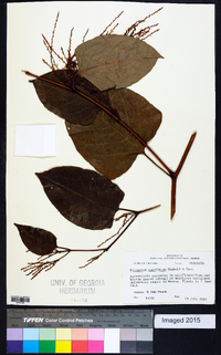 Reynoutria japonica image