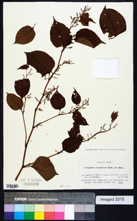 Reynoutria japonica image