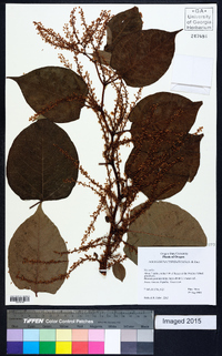 Reynoutria japonica image