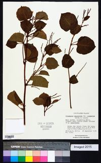 Reynoutria japonica image