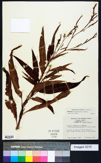 Polygonum densiflorum image