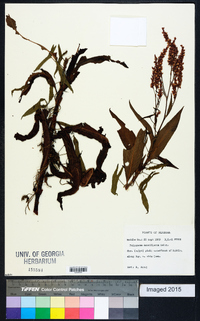 Polygonum densiflorum image