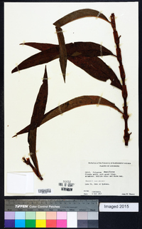 Polygonum densiflorum image