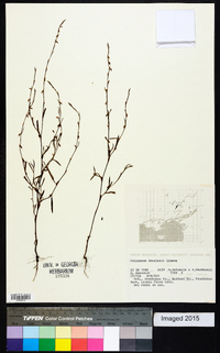 Polygonum douglasii image