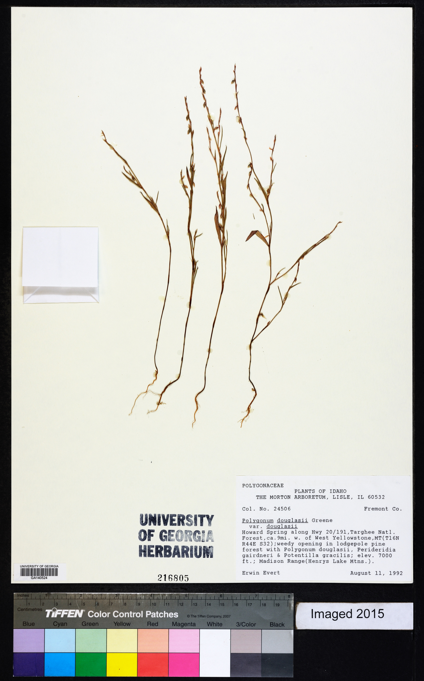 Polygonum douglasii subsp. douglasii image