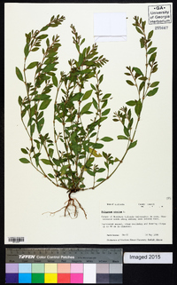 Polygonum erectum image