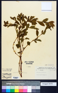 Polygonum erectum image