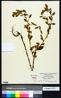 Polygonum erectum image