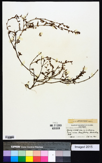 Polygonum bellardii image