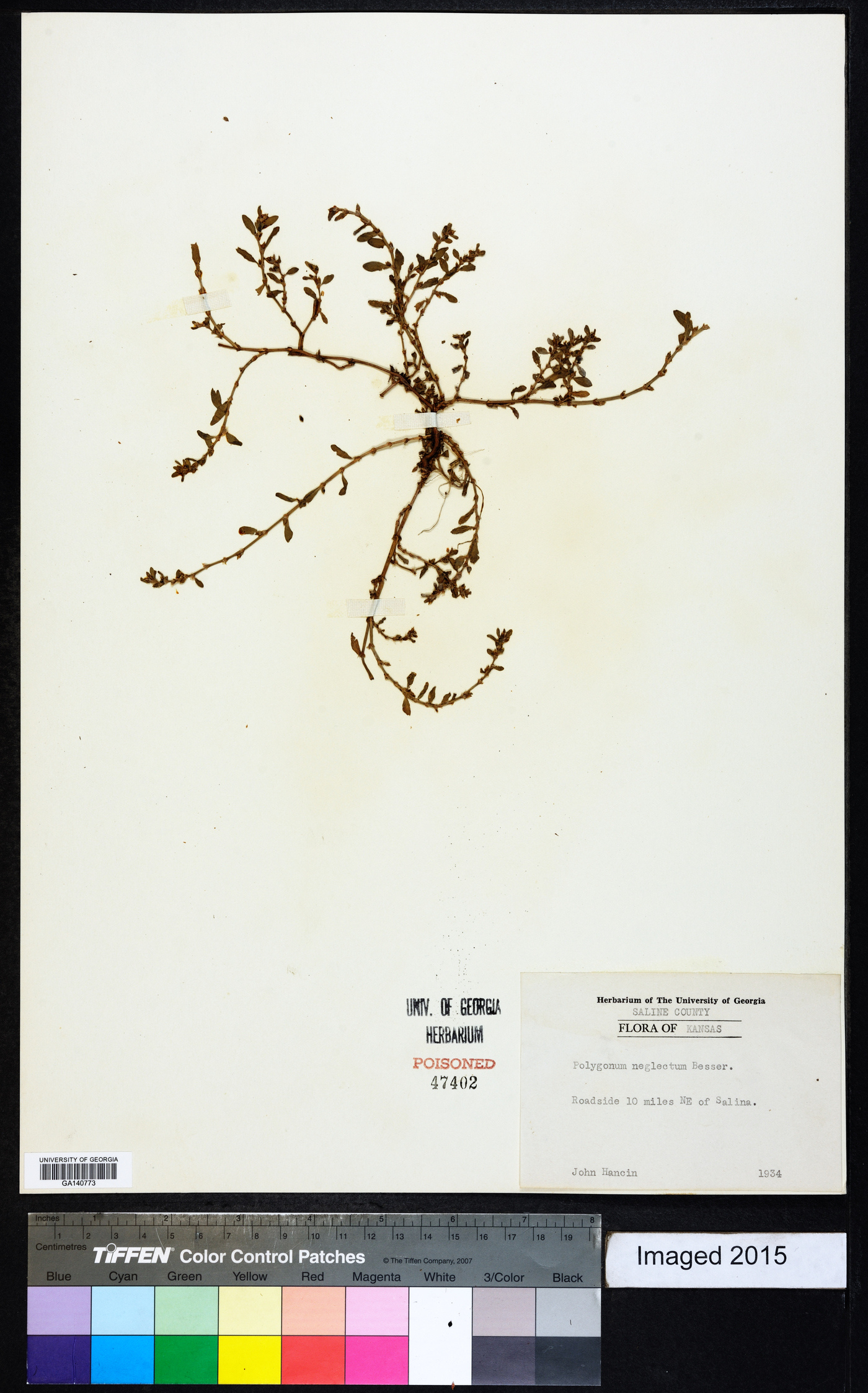 Polygonum bellardii image