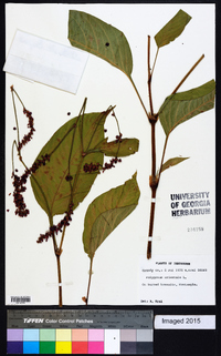 Persicaria orientalis image