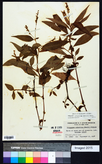 Persicaria robustior image