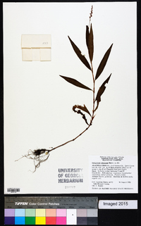 Polygonum setaceum image