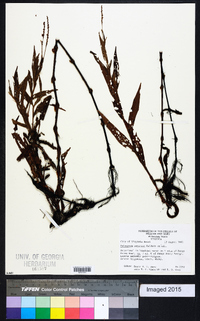 Polygonum setaceum image