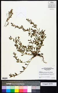 Polygonum arenastrum image