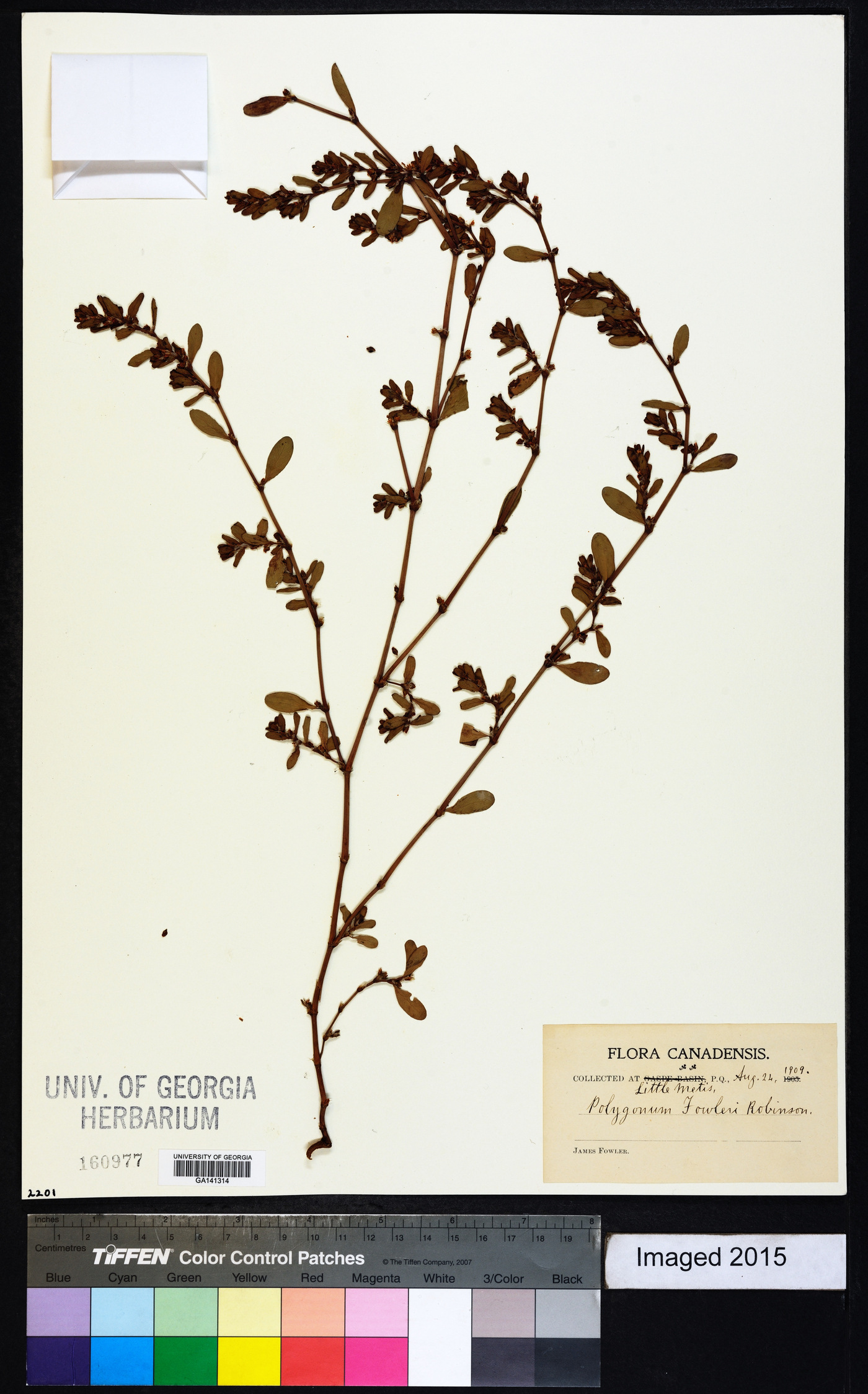 Polygonum fowleri image