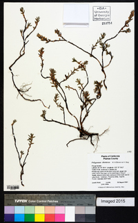 Polygonum shastense image