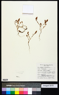 Polygonum parryi image