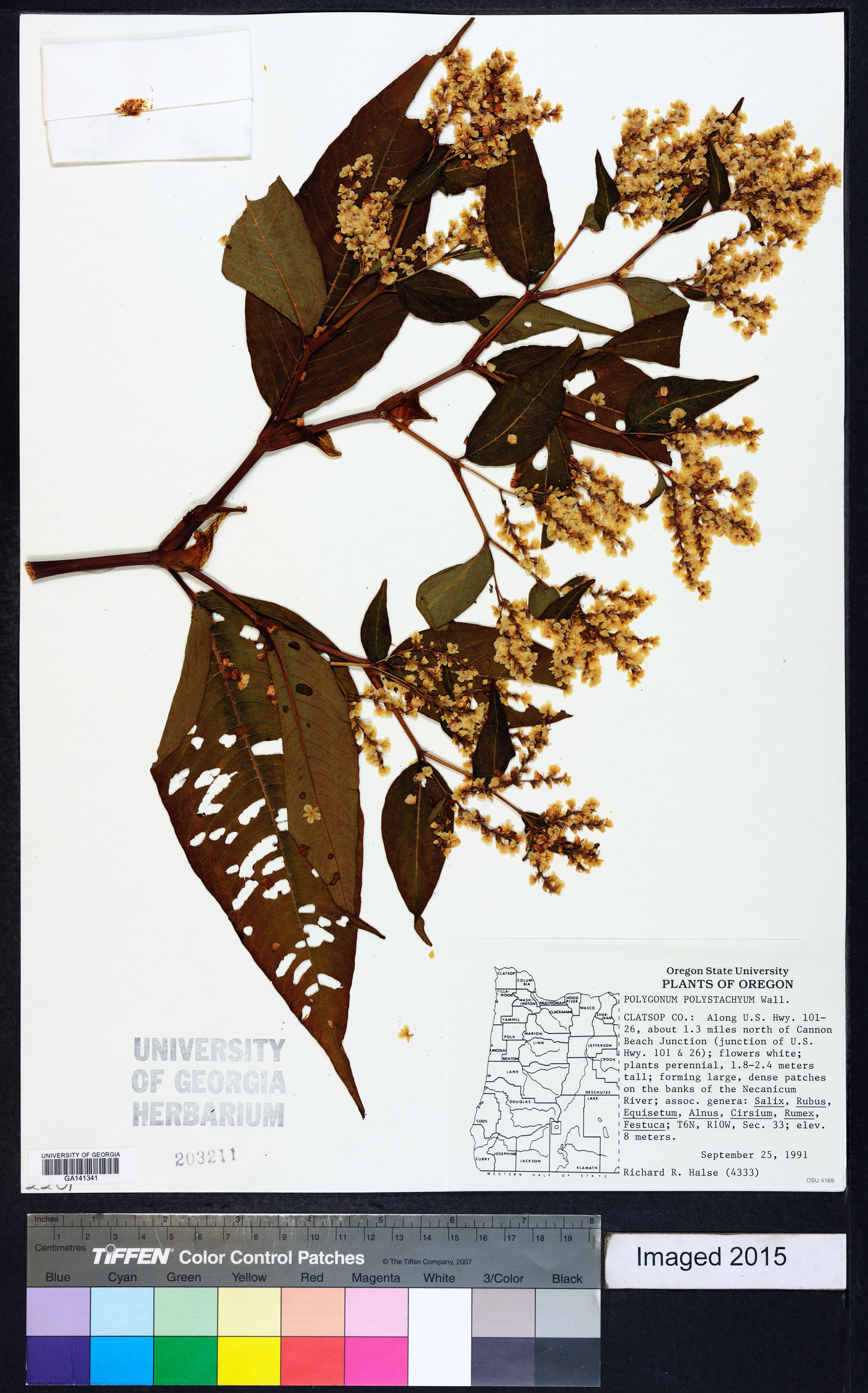 Polygonum polystachyum image
