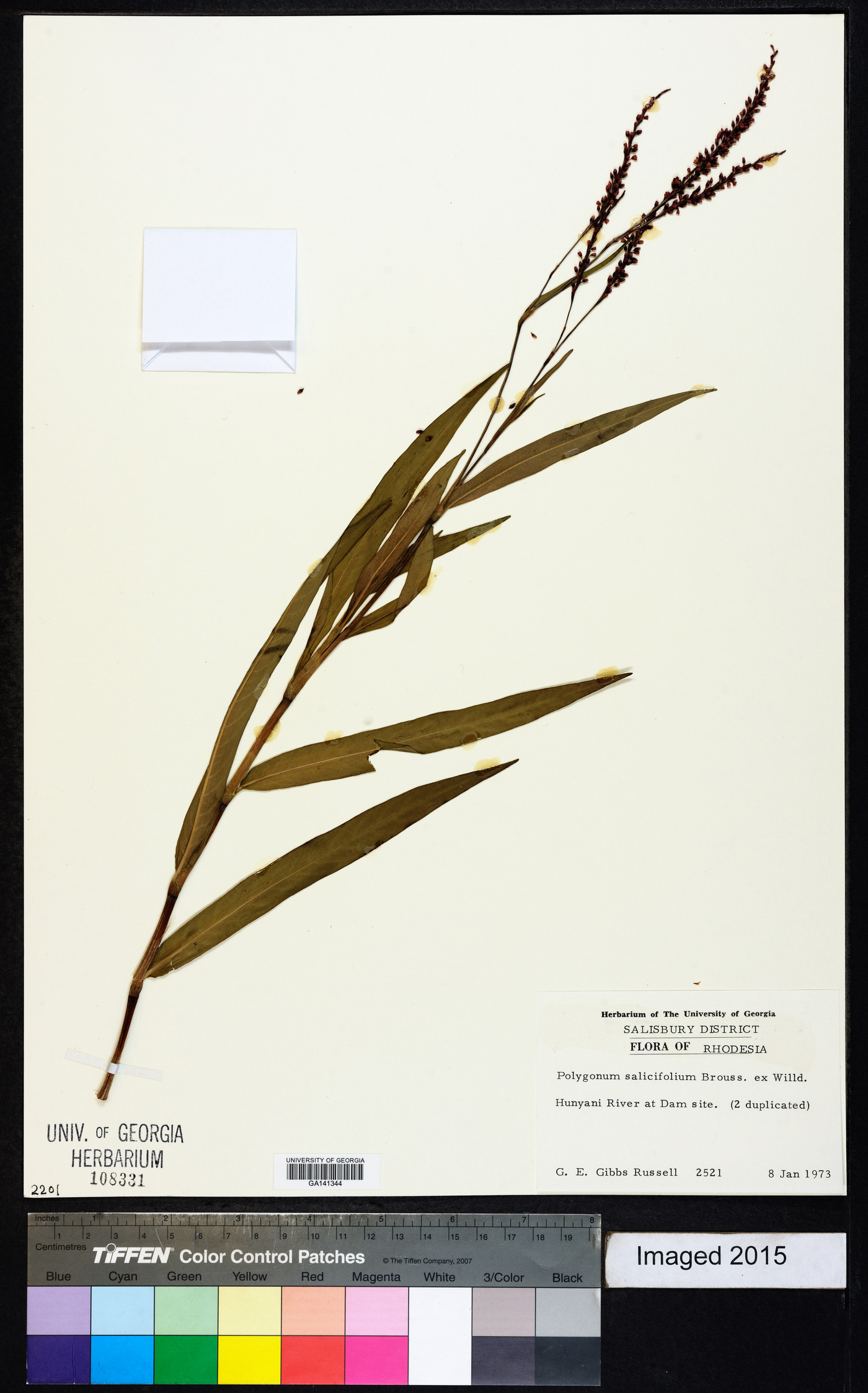 Polygonum salicifolium image