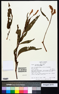 Polygonum segetum image