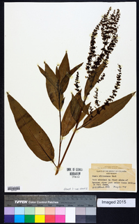 Rumex altissimus image