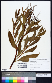 Rumex altissimus image